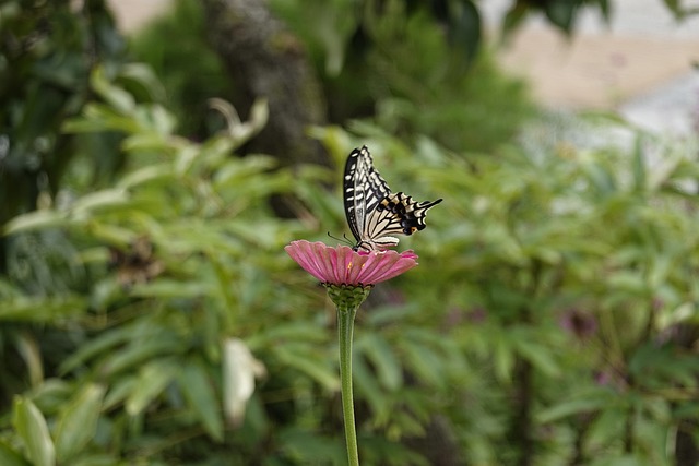 代标